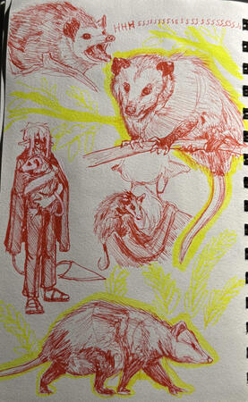 Possum Study